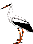 White Stork - polonês para inglês translator